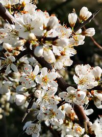 Close-up of white cherry blossoms in spring