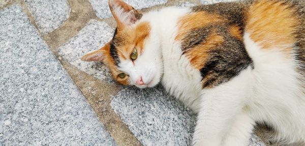 High angle view of cat resting