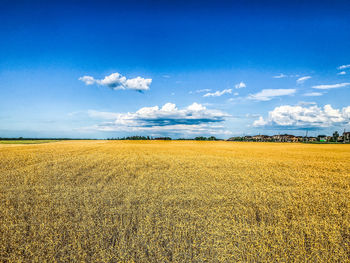 Scenic view of agricultural field against blue sky