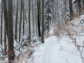 Snow covered trees in forest