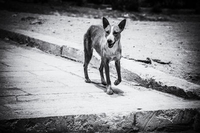 Portrait of dog