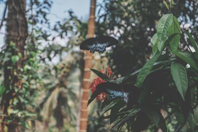 Close-up of butterfly on plant