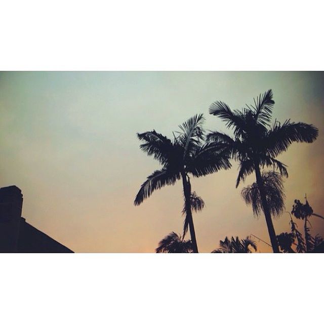 transfer print, palm tree, silhouette, sunset, tree, auto post production filter, sky, low angle view, building exterior, nature, built structure, beauty in nature, architecture, growth, clear sky, tranquility, scenics, copy space, outdoors, sunlight