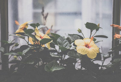 Close-up of flowers