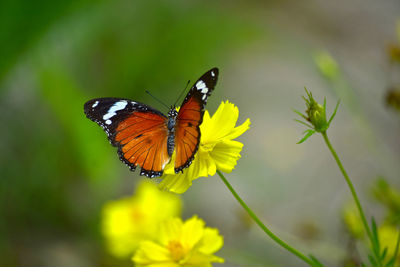 Butterfly on flower