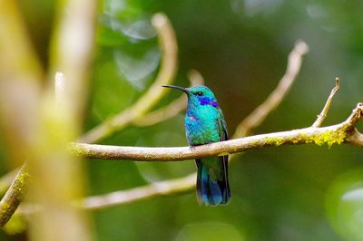 Close-up of blue bird perching on branch