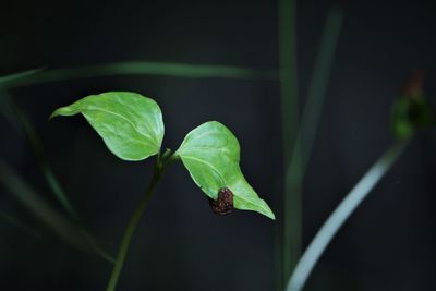 Close-up of green leaf