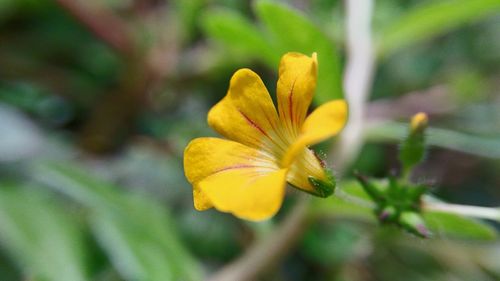 Close-up of yellow flower