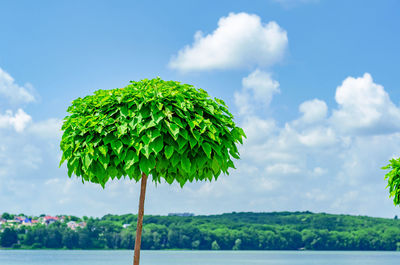 Green plants against sky