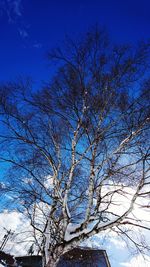 Low angle view of tree against blue sky