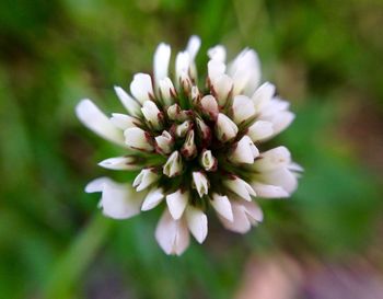 Close-up of flower