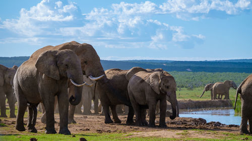 Elephants