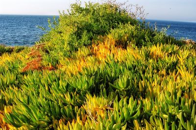 Plants growing by sea against sky