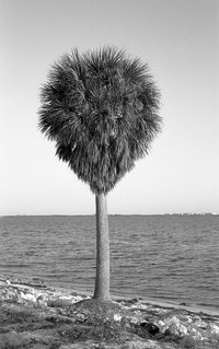 Palm tree by sea against clear sky