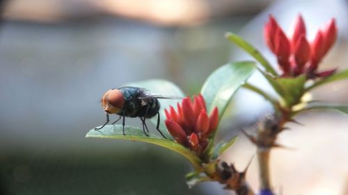 Close-up of insect on flower