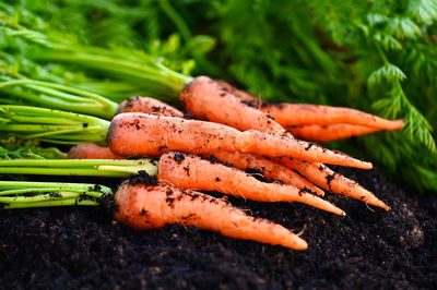 carrot