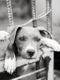 Close-up portrait of dog