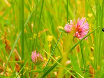 Close-up of pink flowers blooming in field