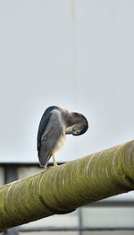 Close-up of bird in water