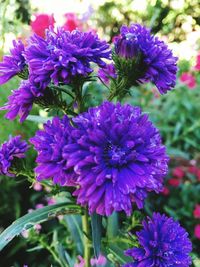 Close-up of purple flowers blooming outdoors