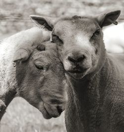 Close-up portrait of a two sheep in love