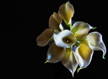 Close-up of white flower over black background