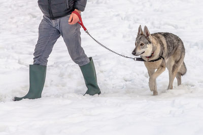 Low section of man with dog walking on snow