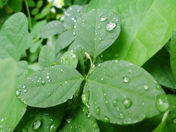 Close-up of water drops on leaves