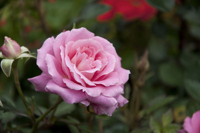 Close-up of pink flowers blooming outdoors