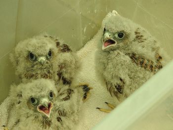 Close-up of young birds