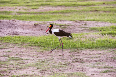 Side view of a stork walking on field