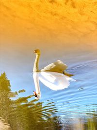 Swan floating on lake