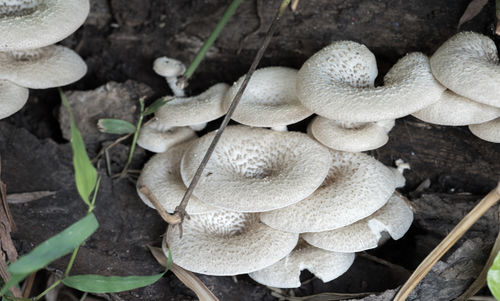 oyster mushroom