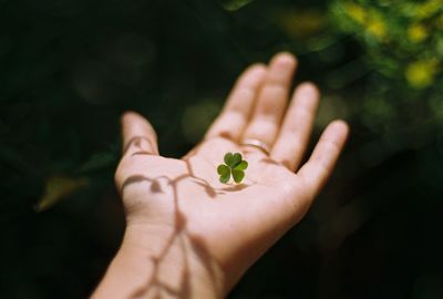 Cropped image of hand with four leaf clover