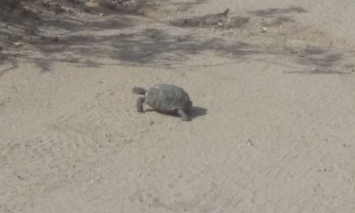 High angle view of tortoise on beach