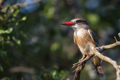 Close-up of bird perching on tree