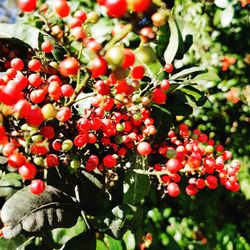 Close-up of red berries growing on tree