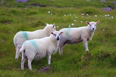 Sheep on field