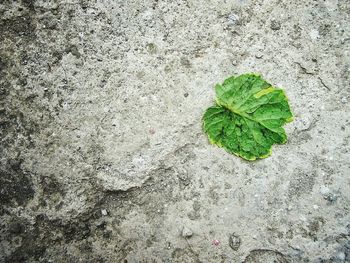 High angle view of plant