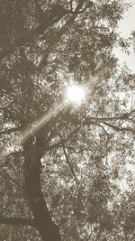 Low angle view of sunlight streaming through trees