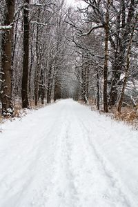 Snow covered road amidst trees during winter