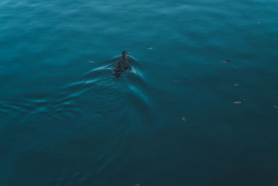 High angle view of bird swimming in sea