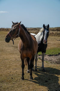 Horses standing in ranch against sky