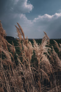 Low angle view of stalks in field against sky