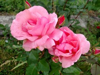 Close-up of pink rose