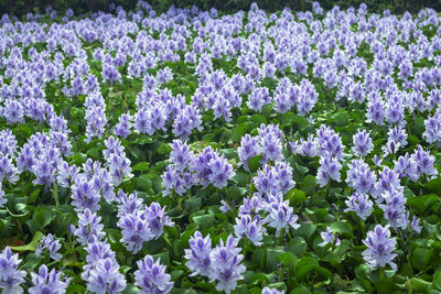 Close-up of purple flowering plants on field