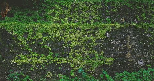 Close-up of moss growing on tree in forest