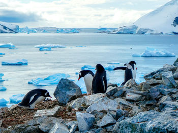 Penguins in rocky landscape with icebergs in the background