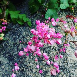 Close-up of pink flowers