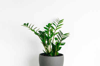 Beautiful green houseplant in ceramic pot at white background. minimal modern scandinavian interior.